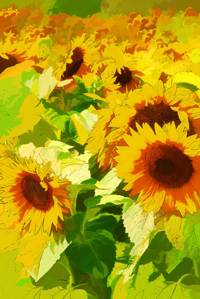 Ian Gorton - Sunflowers