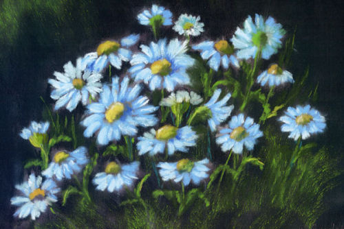 Jill Greenhalgh - Daisies