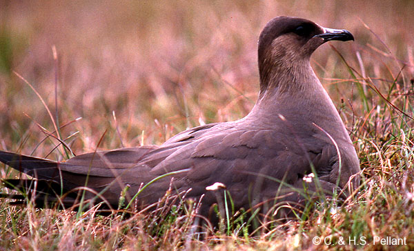 Arctic Skua
