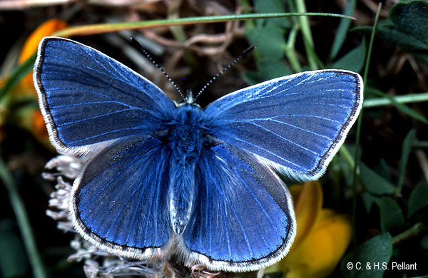 Common Blue