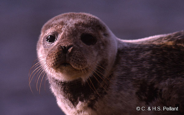 Common Seal