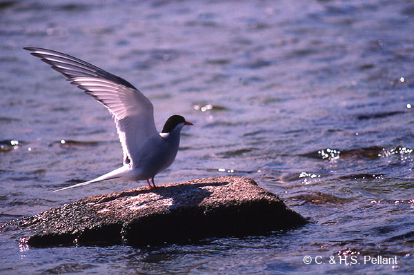Common Tern