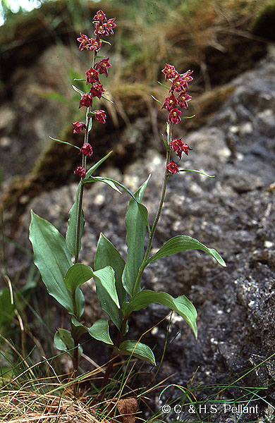 Dark Red Helleborine