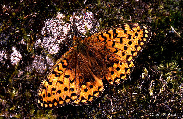 Dark Green Fritillary