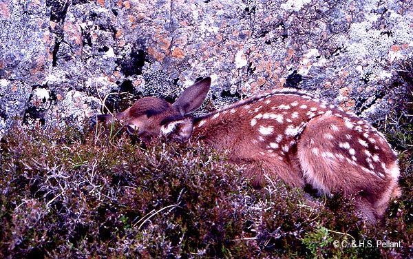 Fawn