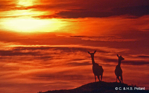 Two hinds at sunset