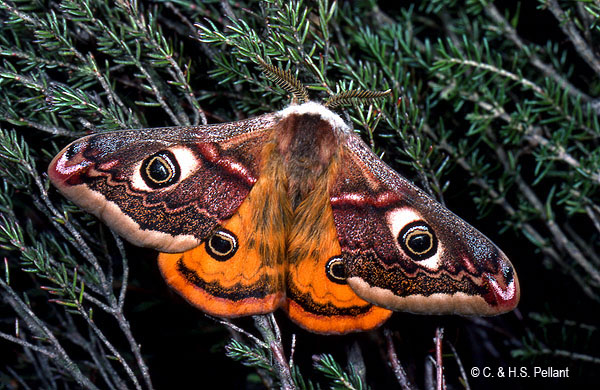 Emperor Moth