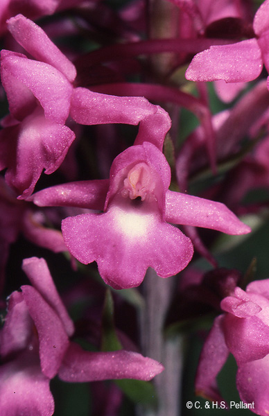 Fragrant Orchid