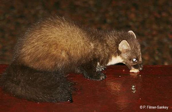 Pine Marten