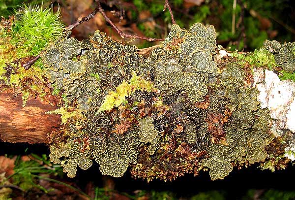 Pseudocyphellaria crocata 