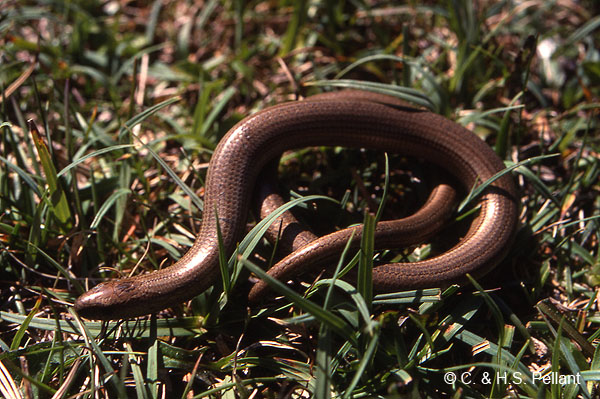 Slow Worm