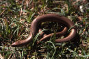 Slow Worm