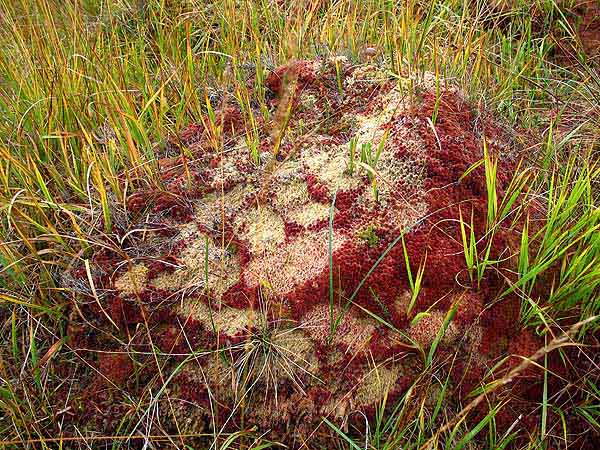 Sphagnum mound 