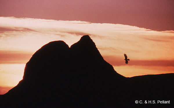 Suilven and Golden Eagle
