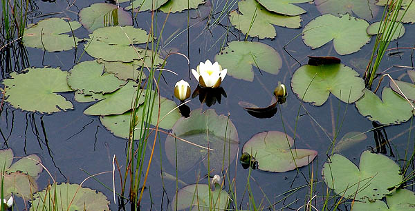 Water Lilies