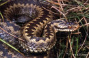 Adder