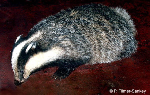 Badger