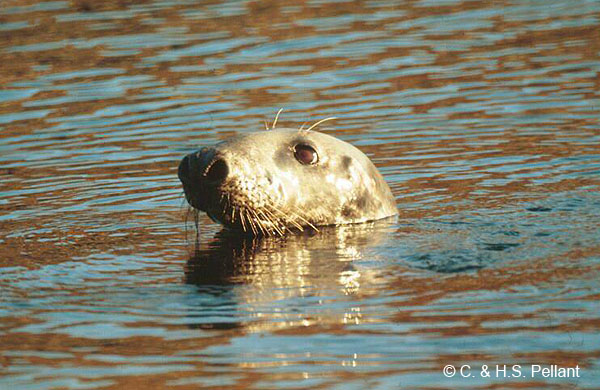 Grey Seal