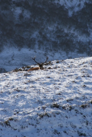 stag in snow