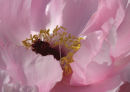 Peony 1