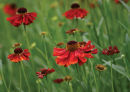 Helenium