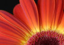Gerbera 1