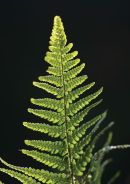Fern