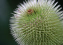 Teasel