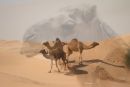 Camels