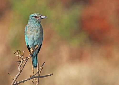 European Roller
