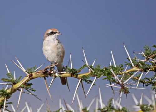Isabelline Shrike