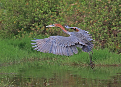 Goliath Heron