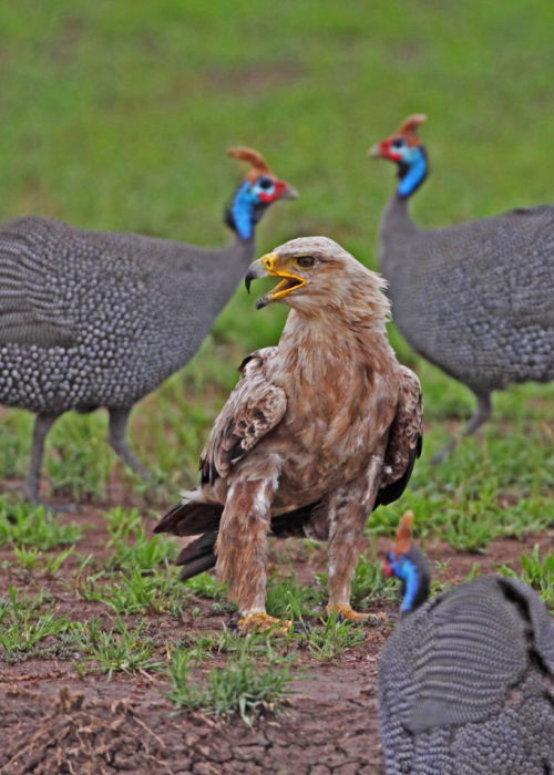 Juvenile Tawny Eagle & Helmeted Guinea Fowl