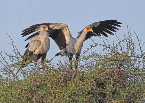 Secretary Birds