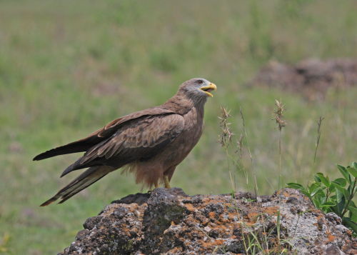 Black Kite