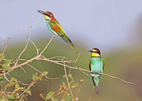 European Bee Eaters