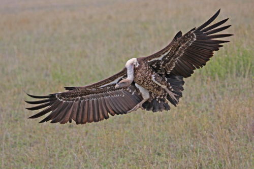 Ruppells Griffon Vulture