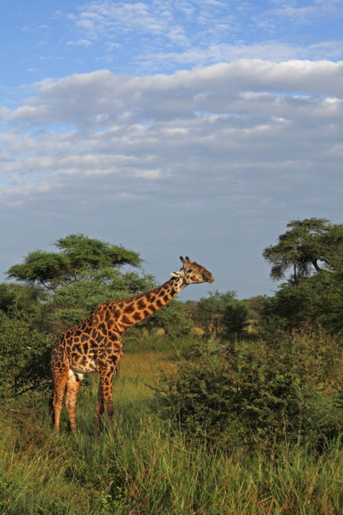 Giraffe