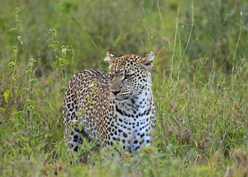 Leopard