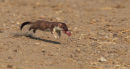 Stoat with kitten