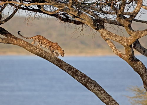Sunset Leopard
