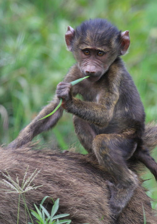 Young Baboon