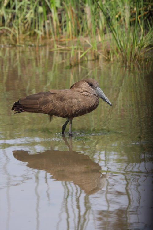 Hamerkop