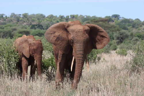 African Elephant