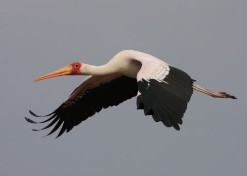 Yellow Billed Stork