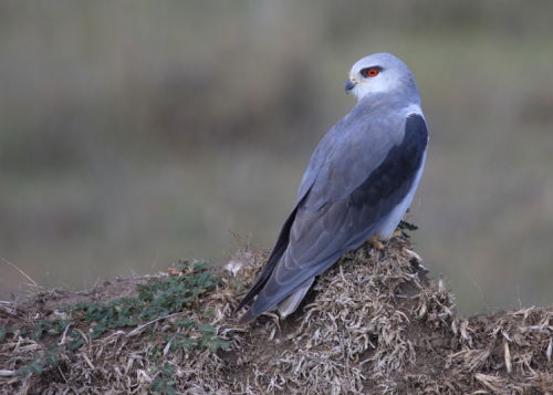 Black Shouldered Kite