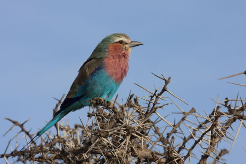 Lilac Breasted Roller