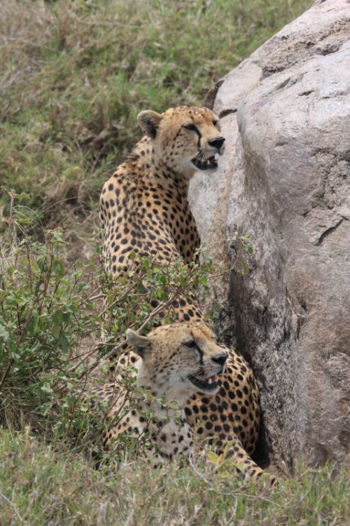 Cheetah's