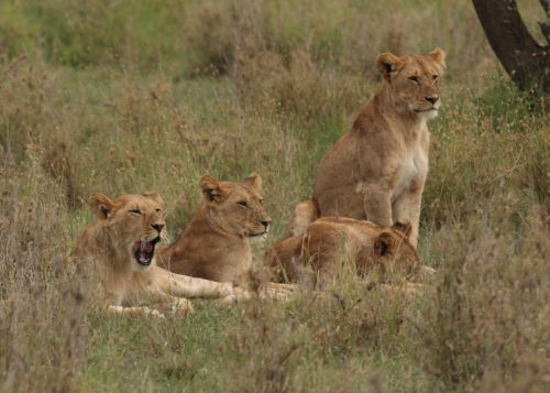 Lion