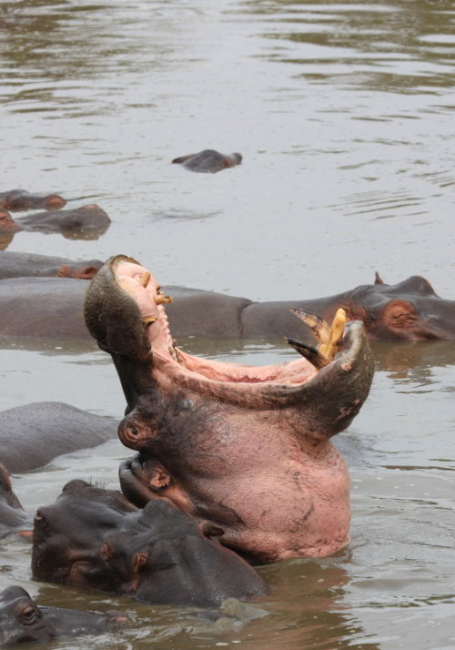 Hippo